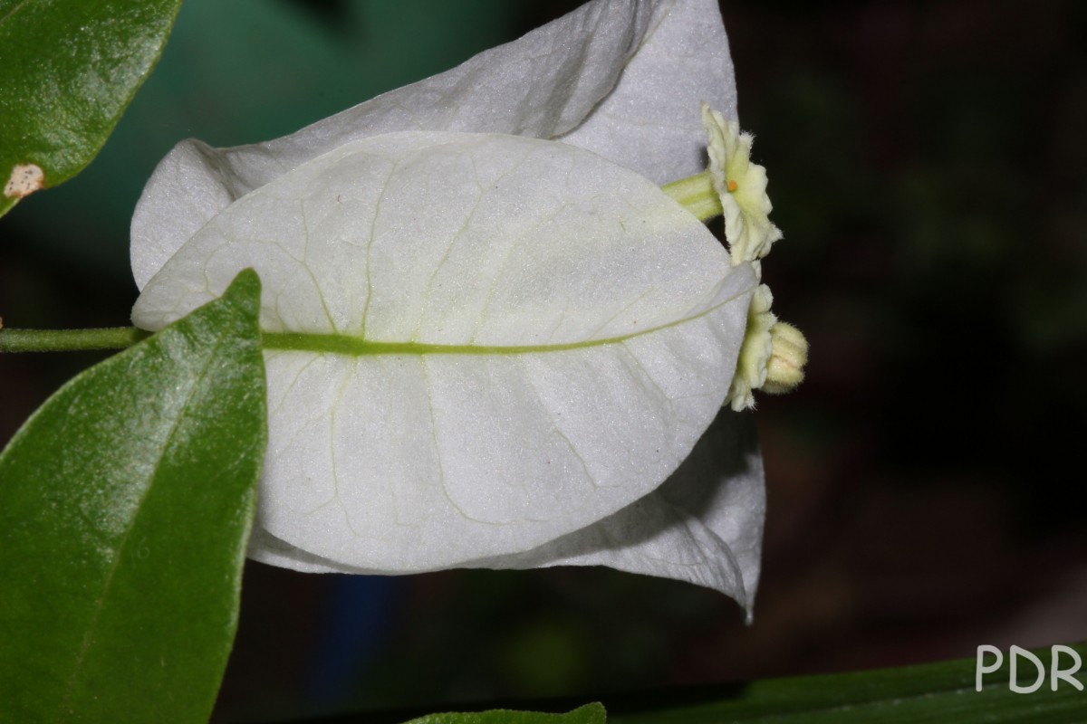 Bougainvillea spectabilis Willd.
